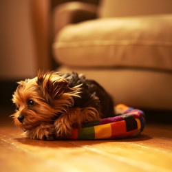 Happy Yorkshire Terrier Puppy Plays With Toy