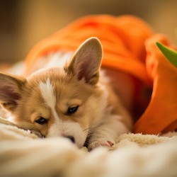 Sleepy Corgi Puppy Rests After Halloween Costume Adventure