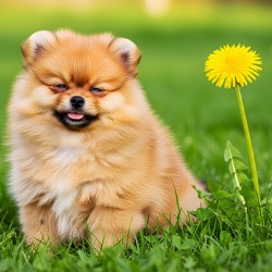 Happy Pomeranian Puppy After Discovering New Scent