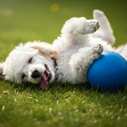 Tired Poodle Puppy Rests After Ball Play