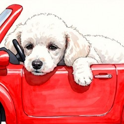 Sleepy Poodle Puppy Rests After Exciting Car Adventure