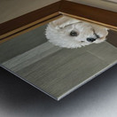 Curious White Bichon Frise Puppy Discovers Mirror For First Time Metal print