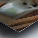 Thoughtful Bichon Frise Puppy Contemplates Its Mirror Reflection Metal print