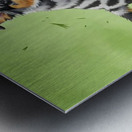 Blue Merle Australian Shepherd Puppies Playing Together Metal print