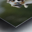 Blue Merle Australian Shepherd Puppies Playing Together In Tall Grass Metal print