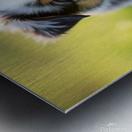 Blue Merle Australian Shepherd Puppy Ready To Play Hide And Seek Metal print