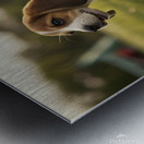 Beagle Puppy Discovers The Fun Rope Toy Metal print