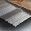 Sleepy Golden Retriever Puppy Drifts Off After Nursing Metal print