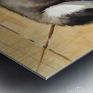 Siberian Husky Puppy Basking In Golden Sunlight Metal print