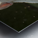 Clean And Fluffy French Bulldog Puppy In Sunlight Metal print