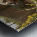 French Bulldog Puppy Discovers Muddy Garden Adventure Metal print