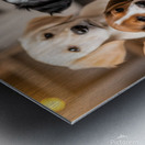 Border Collie Puppy Discovers Exciting Toy Box Metal print