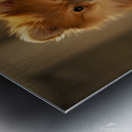 Guilty Pomeranian Puppy After Making Paper Mess Metal print