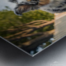 Australian Shepherd Puppy Gets The Zoomies In Backyard Metal print