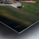 Tired Australian Shepherd Puppy Rests After Zoomies Metal print