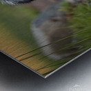 Australian Shepherd Puppy Emerges From Pond Water Metal print