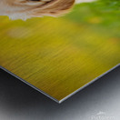 Golden Puppy Discovers The Perfect Stretch Position Metal print