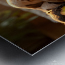 Pug Puppy Dreams In Sunny Spot Metal print