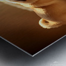 Pug Puppy Gently Wakes Sleeping Friend Metal print