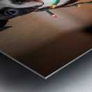 Boston Terrier Puppy Discovers Sparkling Christmas Lights Metal print