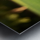 Pomeranian Puppy Discovers New Red Leash Metal print