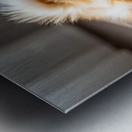 Pomeranian Puppy Discovers The Perfect Sploot Position Metal print