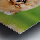 Happy Pomeranian Puppy After Discovering New Scent Metal print