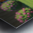 Australian Shepherd Puppy Successfully Retrieves Ball Metal print