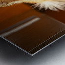 Pomeranian Puppy Waits By Empty Food Bowl Metal print