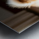 Pomeranian Puppy Returns To Beloved Sploot Position Metal print