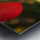 Pomeranian Puppy Discovers Floating Red Balloon Metal print