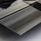 Border Collie Puppy Anticipates Delicious Treat Metal print