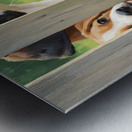 Cane Corso Puppy Discovers World Beyond The Fence Metal print