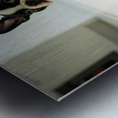 Boston Terrier Puppy Discovers Dinner Time Metal print