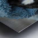 Border Collie Puppy Dreams Under Soft Blanket Metal print