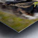 Happy Border Collie Puppy Rests After Playtime Metal print