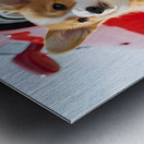 Clean Corgi Puppy After Successful Car Wash Metal print