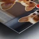 Happy Corgi Puppy Enjoys New Plush Toy Friend Metal print