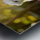 Bichon Puppy Begins Stay Training In Garden Metal print