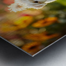 Bichon Frise Puppy And Cat Walk Together As Friends Metal print