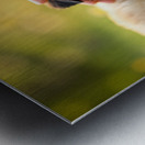 Sleepy Pug Puppy Rests After Perfect Ear Scratches Metal print