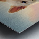 Tired French Bulldog Puppy Resting After Playing Metal print