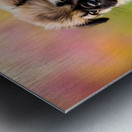 Pug Puppy Gets Gentle Ear Scratches In Garden Metal print