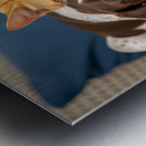 Puppy And Cat Snuggle Together Peacefully Metal print