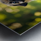 Pug Puppy Relaxes After Fun Day Metal print