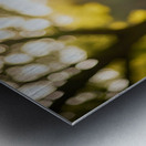 Bichon Frise Puppy Exploring The Garden Alone Metal print