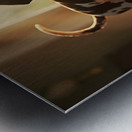 German Shorthaired Pointer Puppy Gets Ready For Rain Metal print