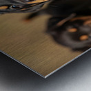 Rottweiler Puppy Feels Refreshed And Happy Metal print