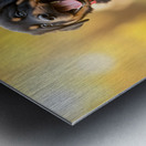 Free Rottweiler Puppy Wags Tail With Joy Metal print