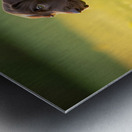 Confident Puppy Masters The Art Of Walking Metal print